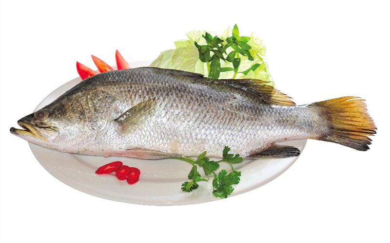 Cá chẽm (Cá vược)
